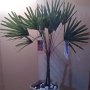 decoracao (5)